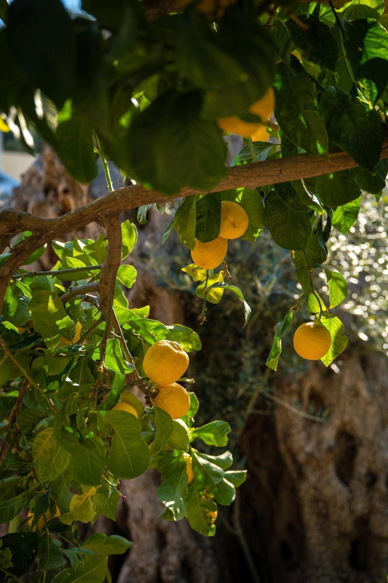 Physis Country House Near Matala Beach & Faistos Kouses Bagian luar foto