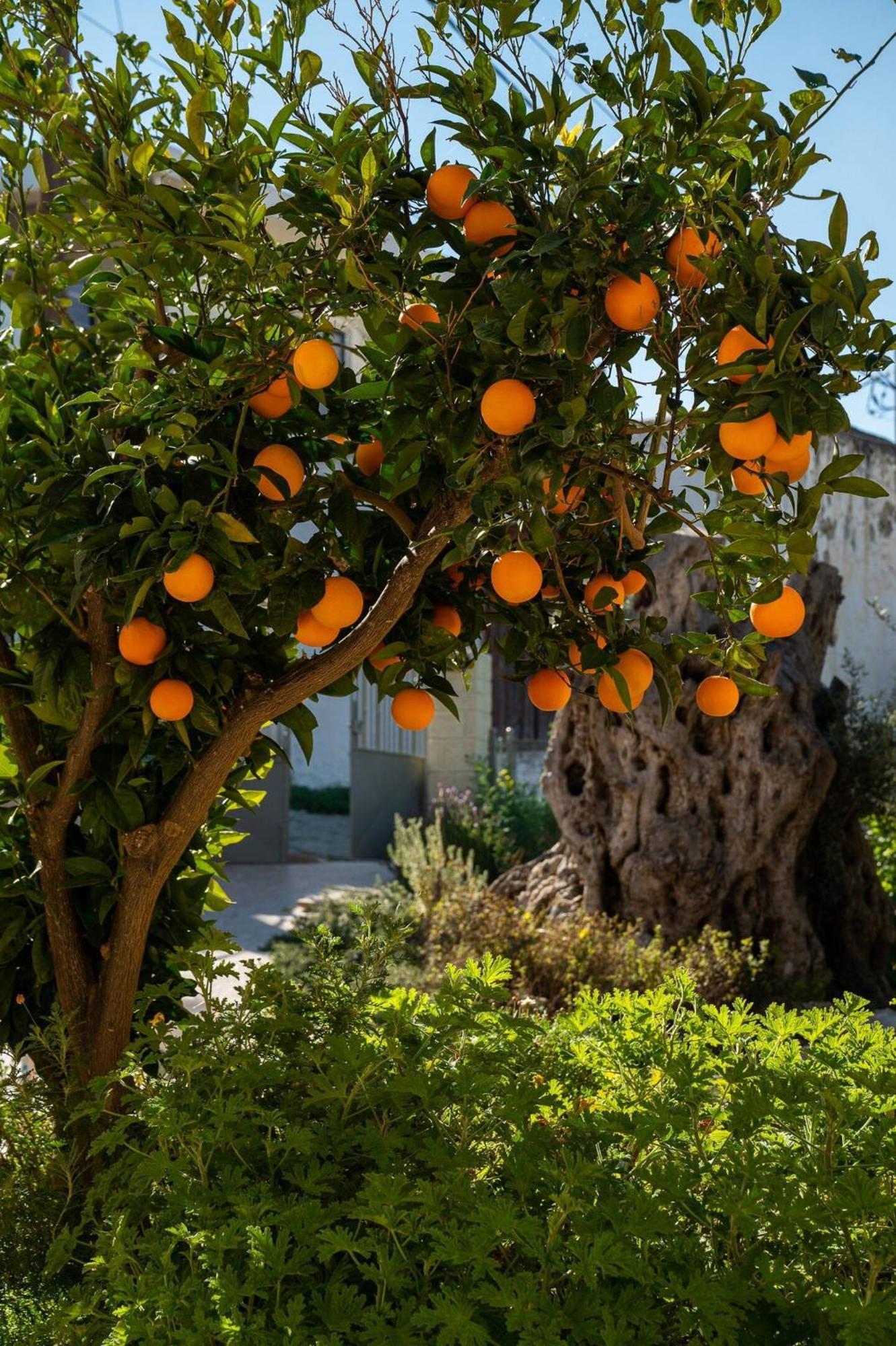 Physis Country House Near Matala Beach & Faistos Kouses Bagian luar foto
